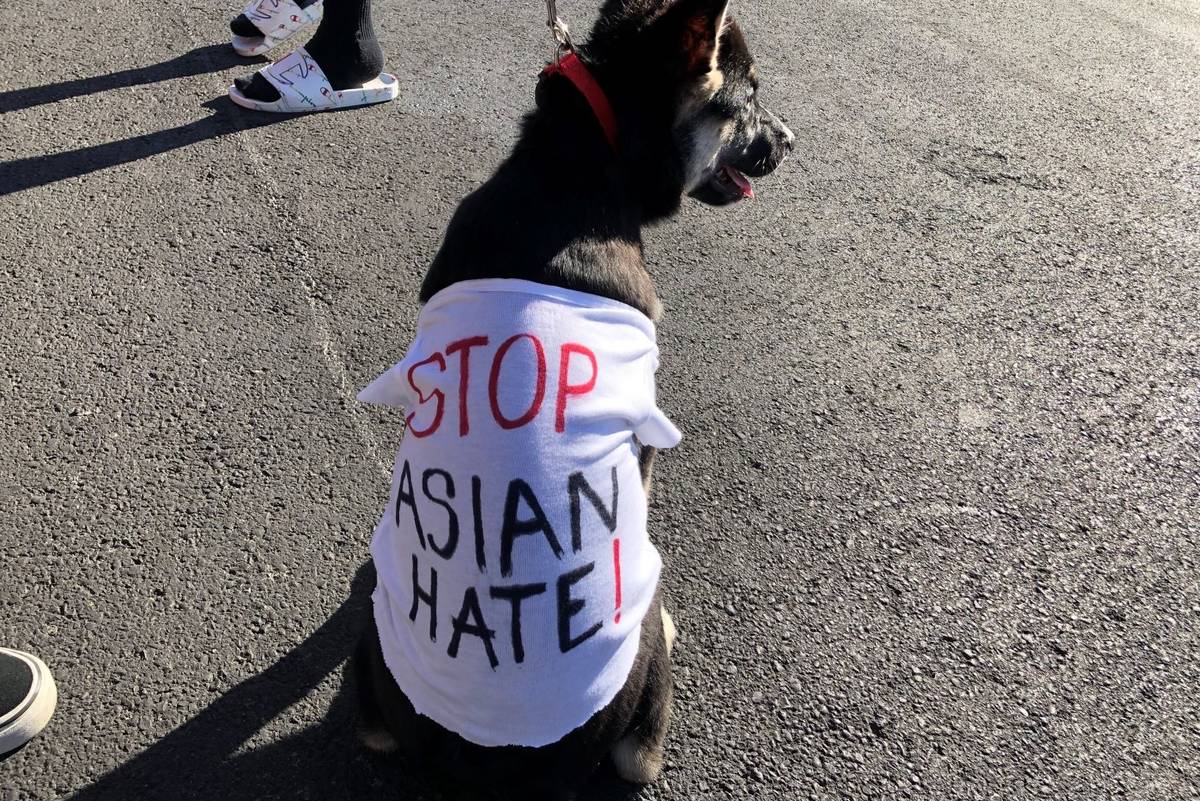 Kira, a Huksy puppy, wears a T-shirt reading “Stop Asian Hate!” following  the “Las Vegas Cruise …