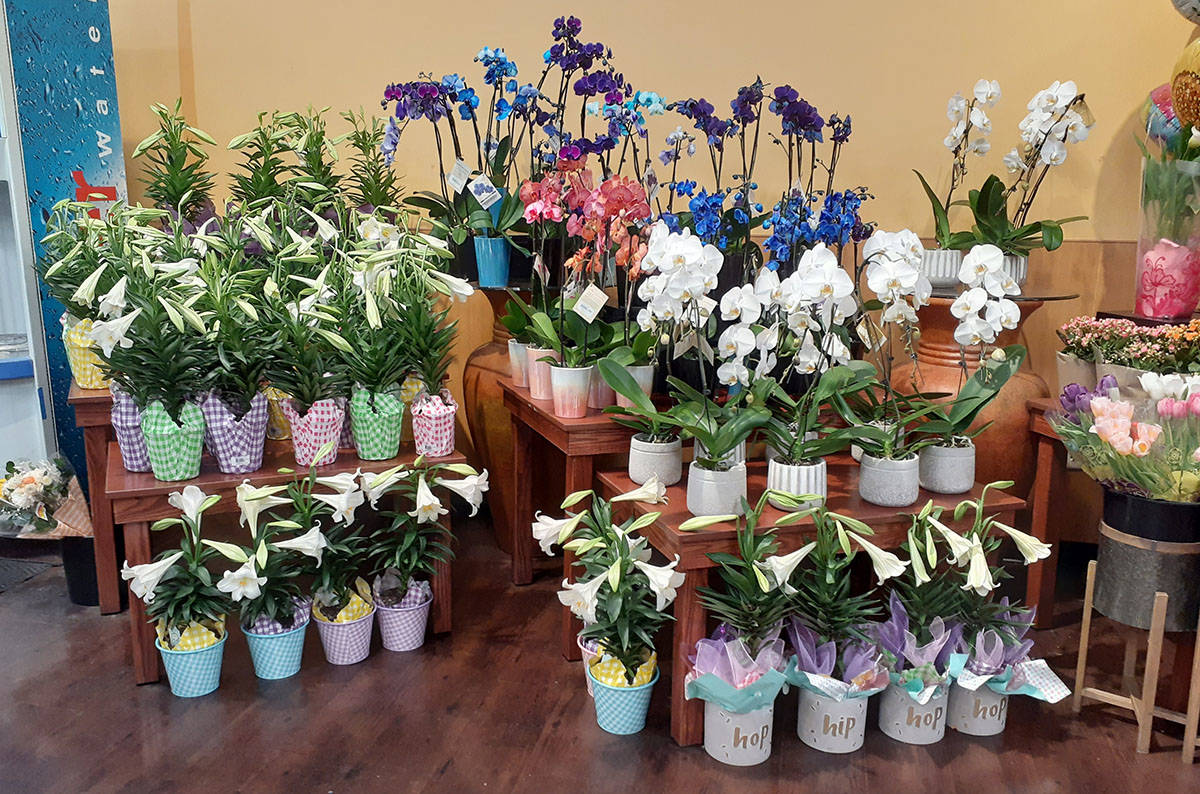 Easter lilies were available at Smith's Food & Drug store at Valle Verde Drive and the 215 Belt ...