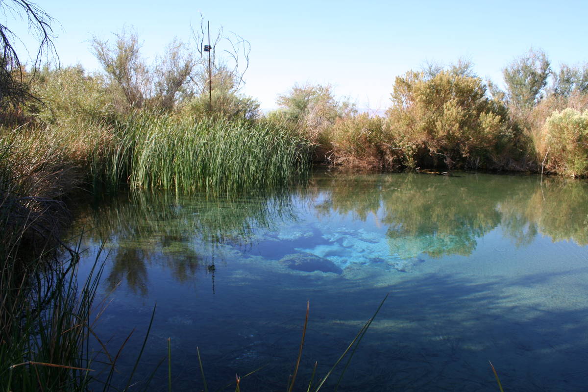 There are 30 seeps and springs at Ash Meadows including seven major springs. (Deborah Wall)