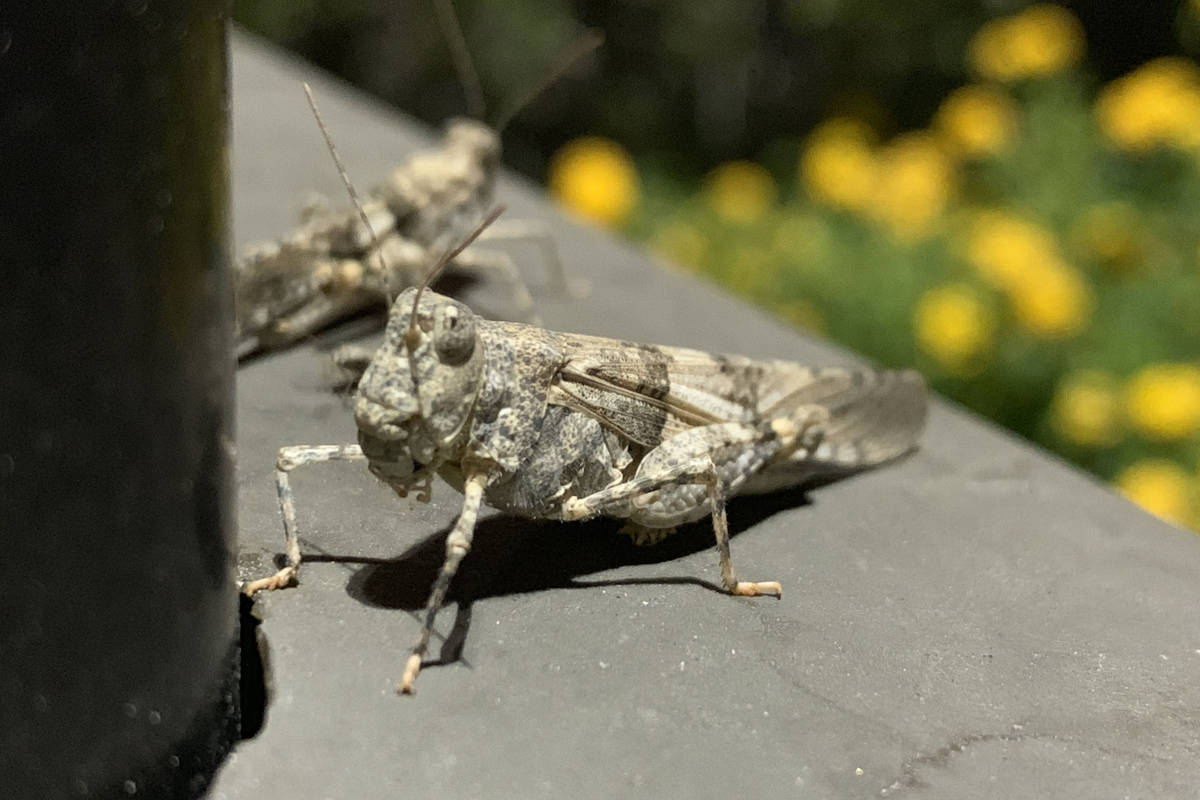 Grasshoppers are seen near North Hualapai Way and 215 Beltway in Northwest Las Vegas on Thursda ...
