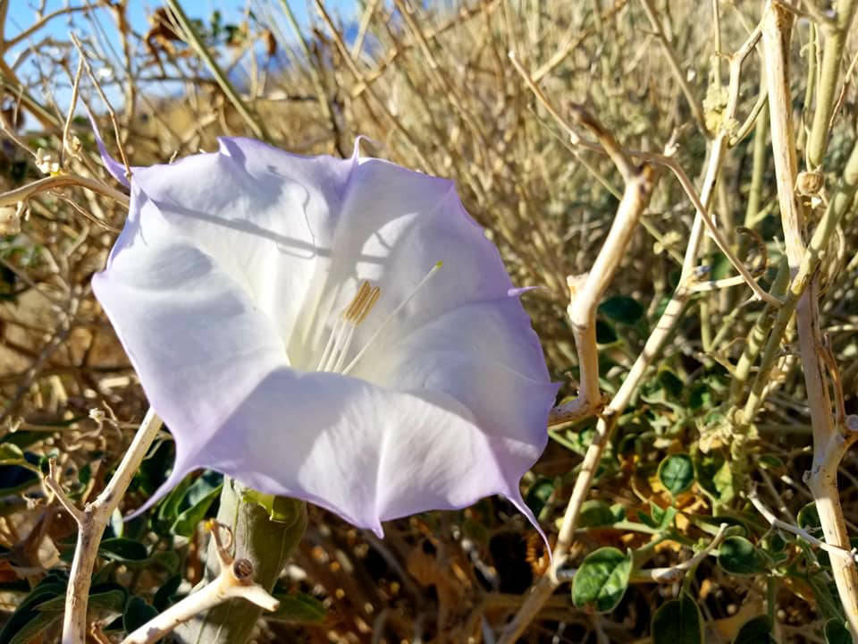 The toxic sacred datura blooms at Corn Creek . (Natalie Burt)