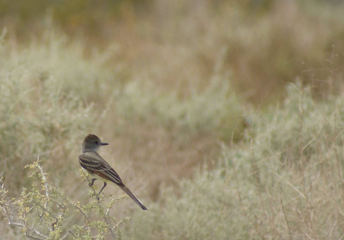 The ash-throated flycatcher is almost a sure bet every spring at Corn Creek. (Natalie Burt)