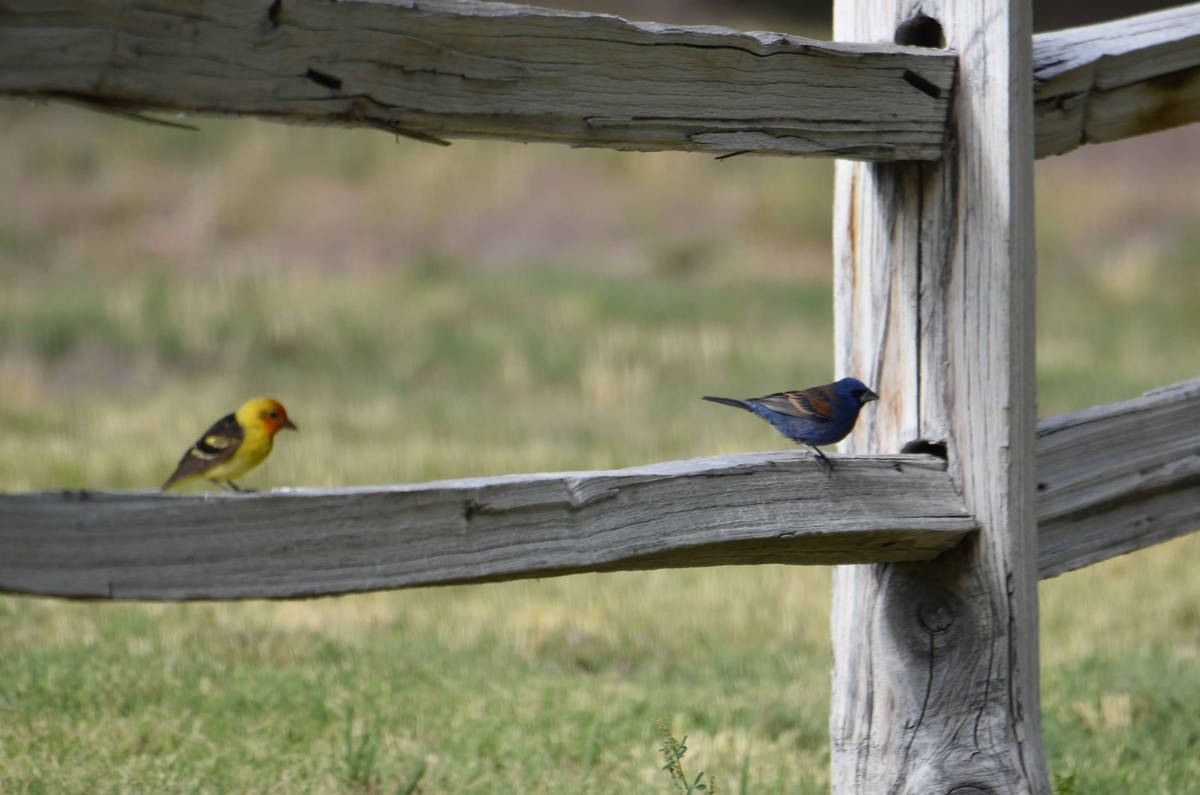 Western tanager and blue grosbeak sitting on an orchard fence. (Natalie Burt)