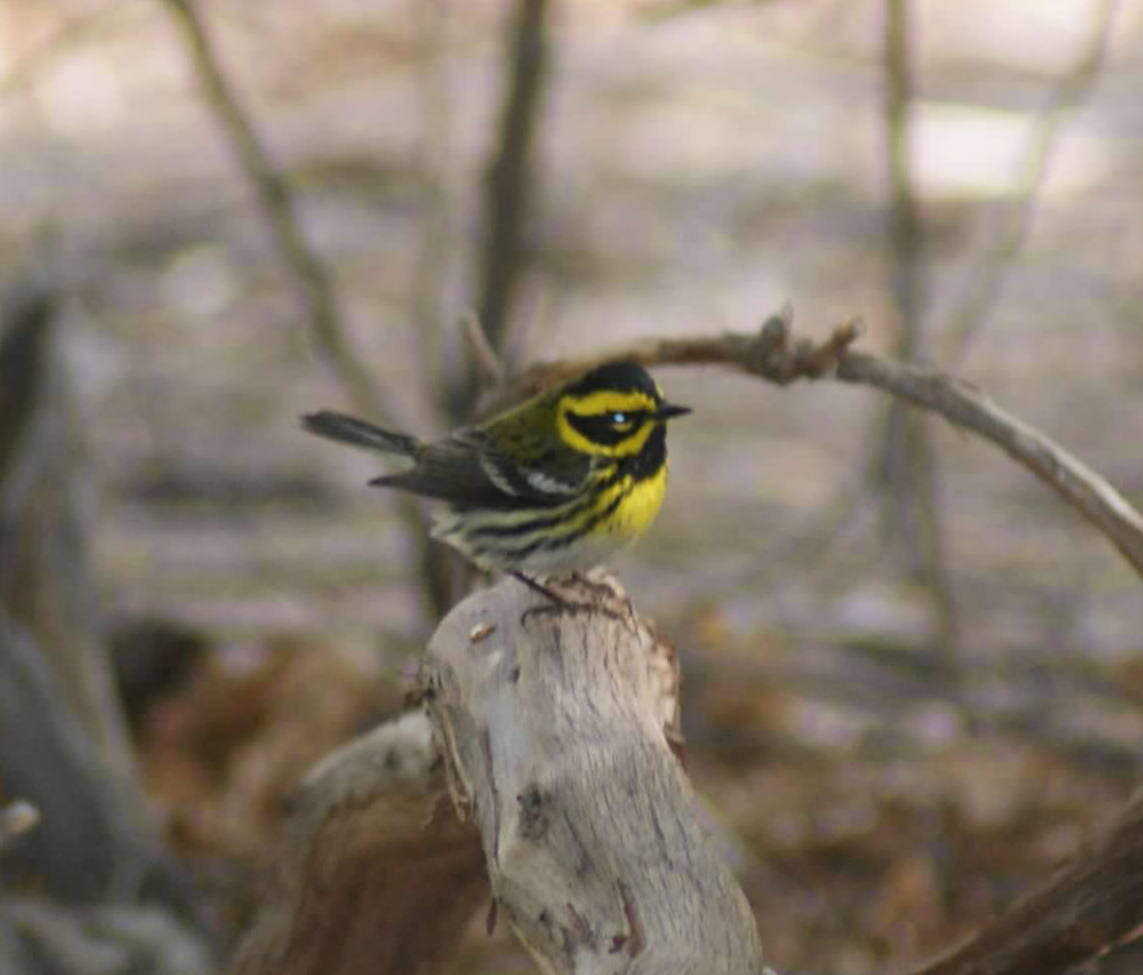 Townsend's warbler. (Natalie Burt)