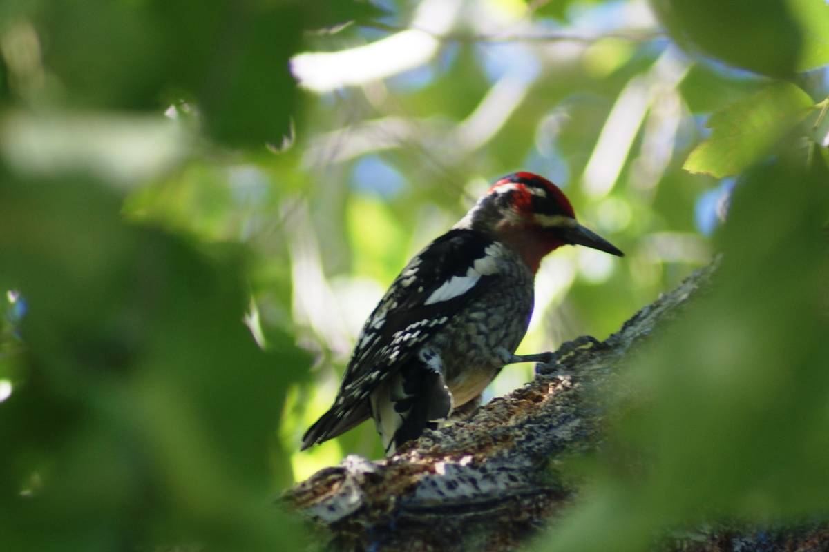 Red-naped sapsucker. (Natalie Burt)