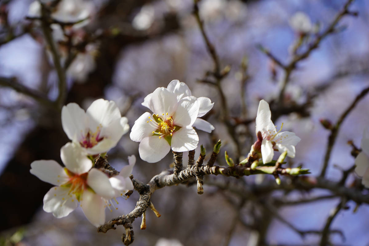 Almond trees were blooming in early March in Corn Creek’s historic orchard, which attracts hu ...