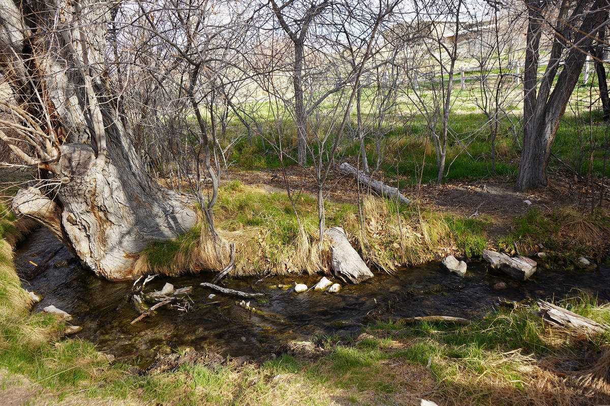 Water is one of the biggest draws for birds and mammals visiting Corn Creek in the Desert Natio ...