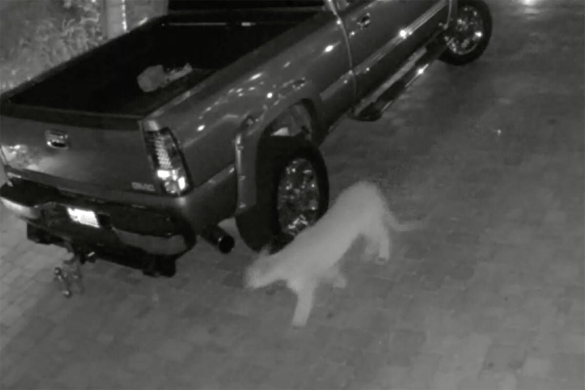 A homeowner in the western Las Vegas Valley said his surveillance system captured video this we ...
