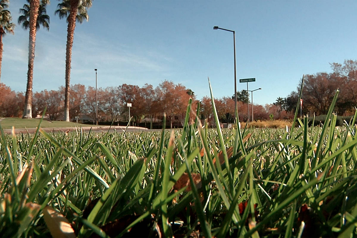 Grass covers the ground near a roundabout in Summerlin on Wednesday, December 12, 2018. (Michae ...