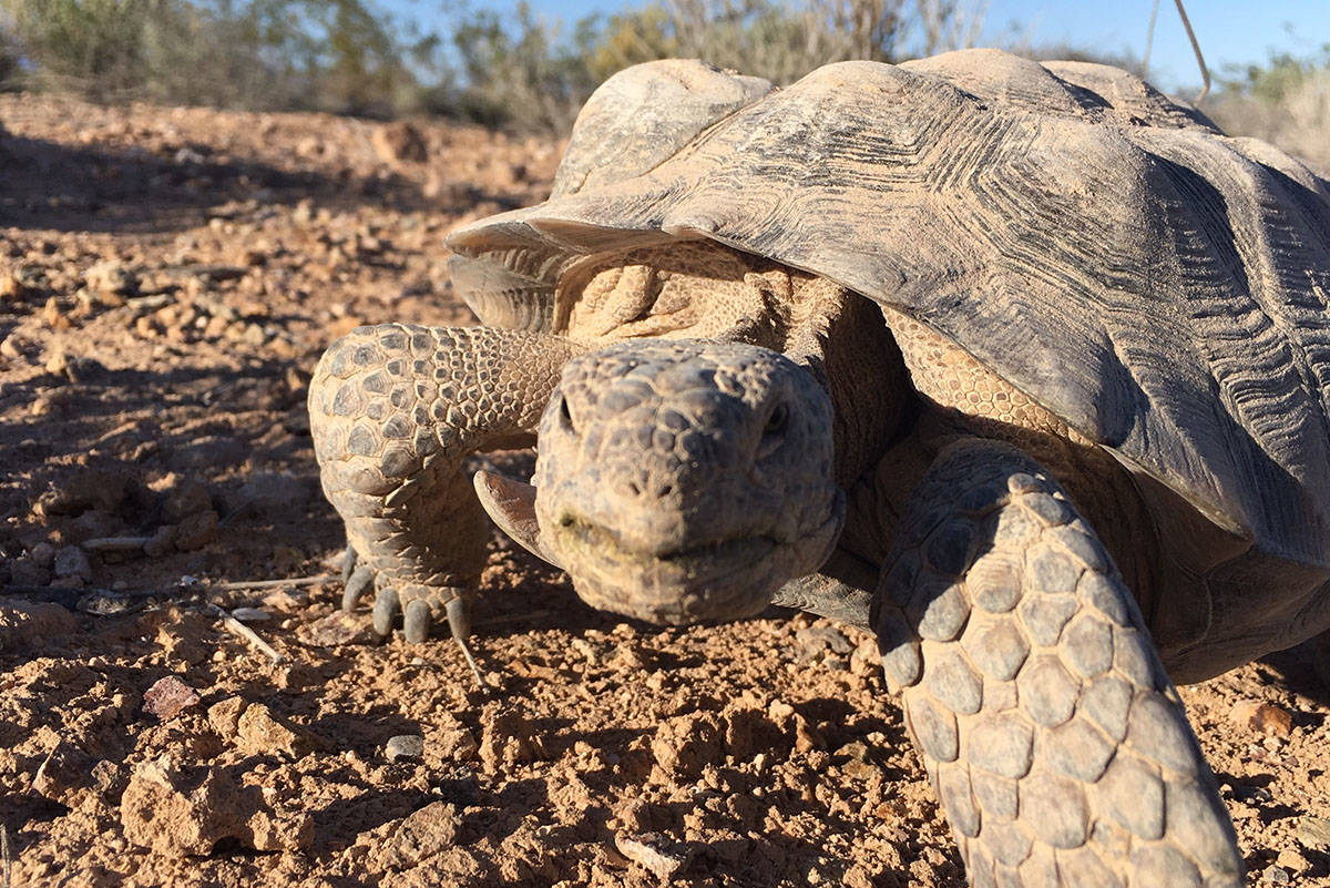 Mojave Max, the famous Southern Nevada desert tortoise, officially emerged from his Springs Pre ...