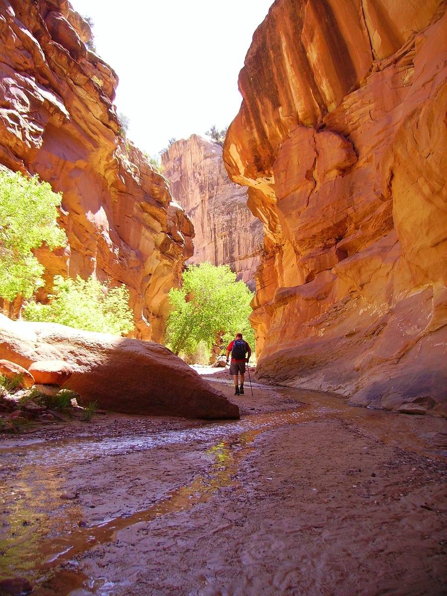 Hackberry Canyon, located in Grand Staircase-Escalante National Monument, Utah is an especially ...