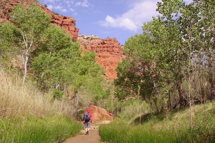 Horsetails line the streambed which serves as your trail in Hackberry Canyon. (Deborah Wall/Las ...