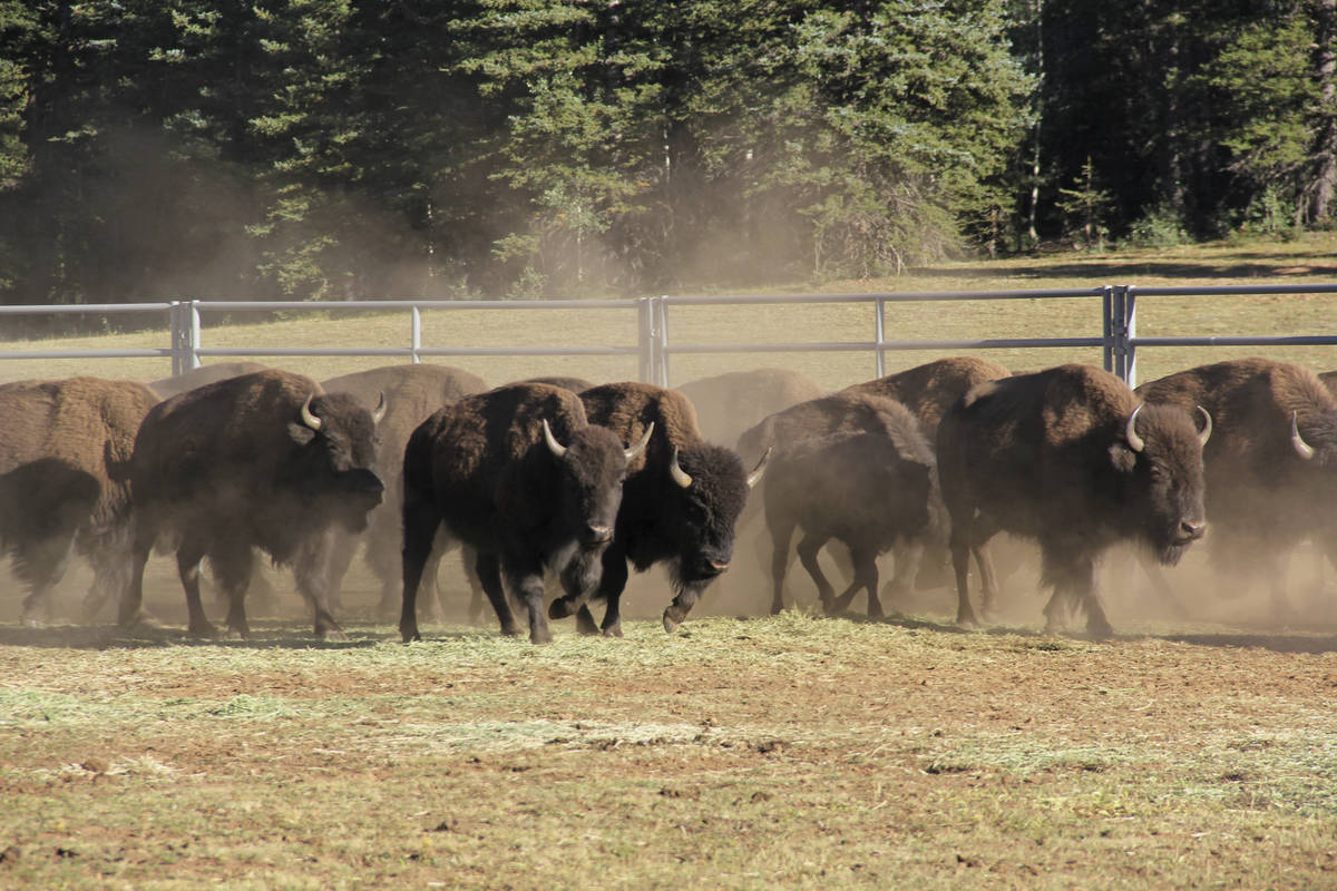 In this Sept. 13, 2019, photo, provided by the National Park Service, bison enter a corral on t ...