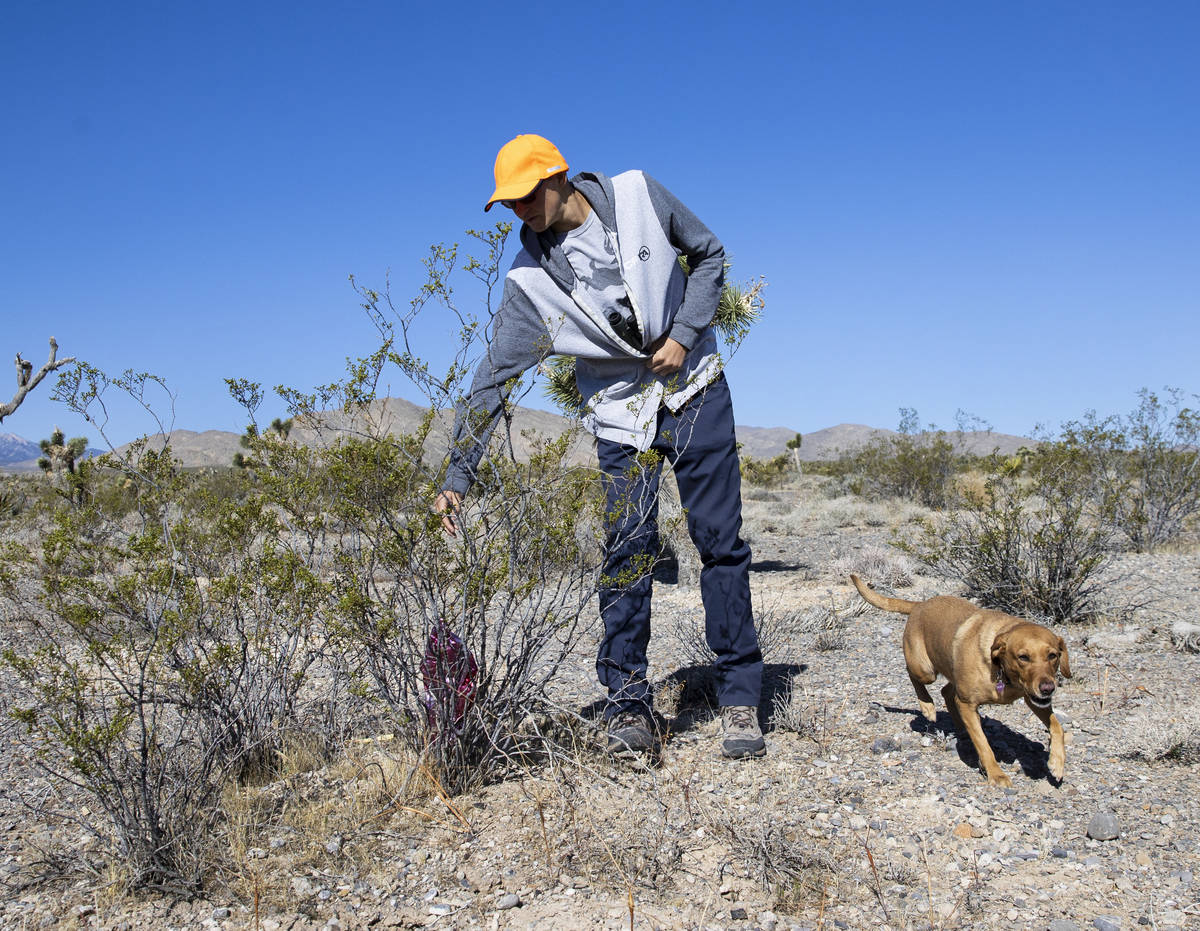 Christian Daniels, 15, retrieves stray balloons from desert areas with his dog, Ruby, on Saturd ...