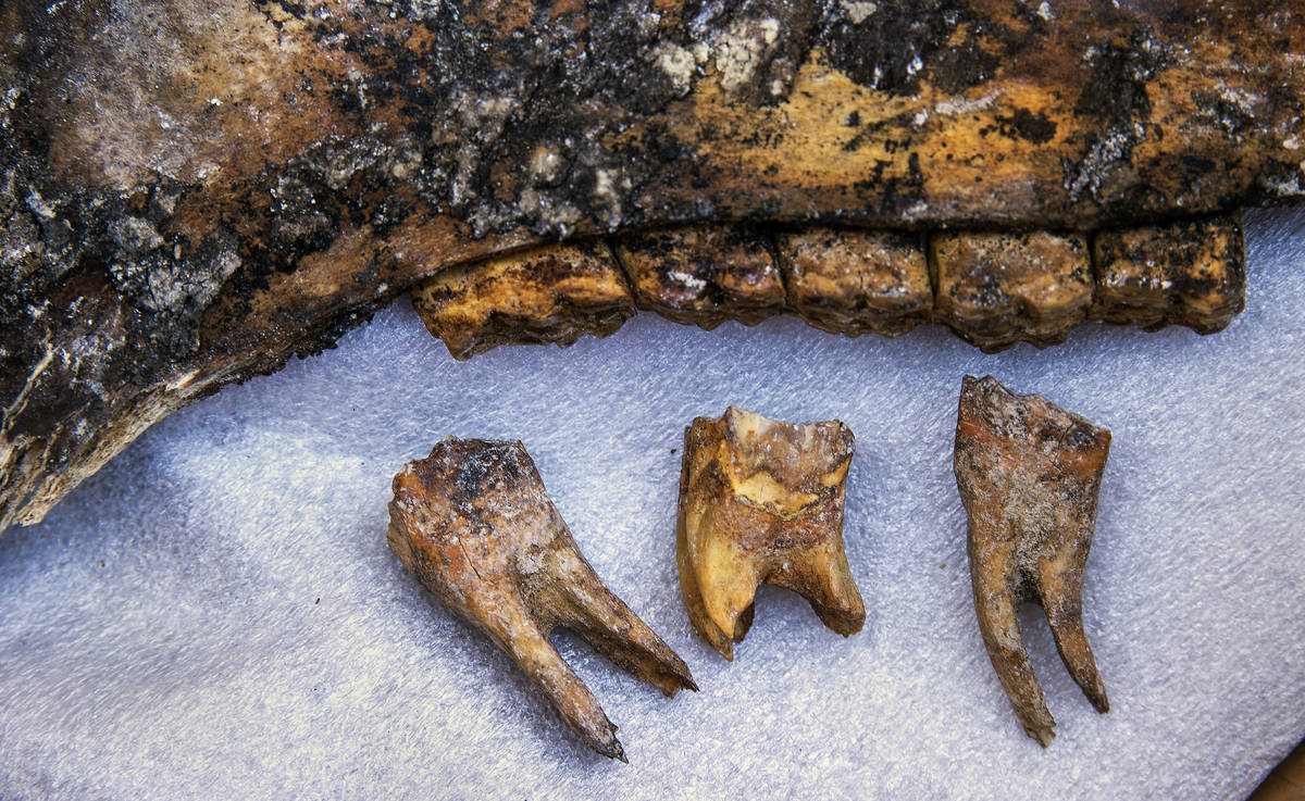 Possible horse jaw and teeth from 6,000 to 9,000 years ago were found in the backyard of Matt P ...