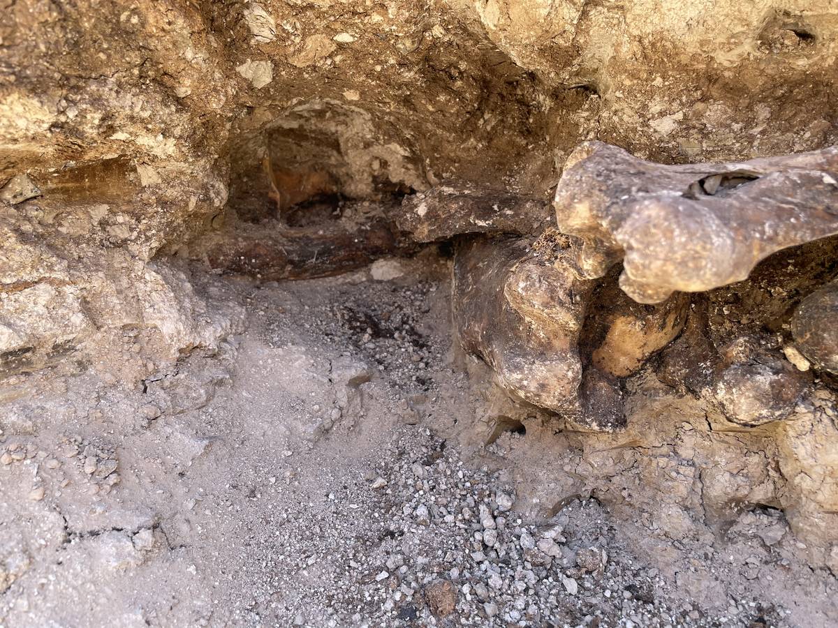 Bones believed to be from a horse that died 6,000 to 9,000 years ago were found Monday while wo ...