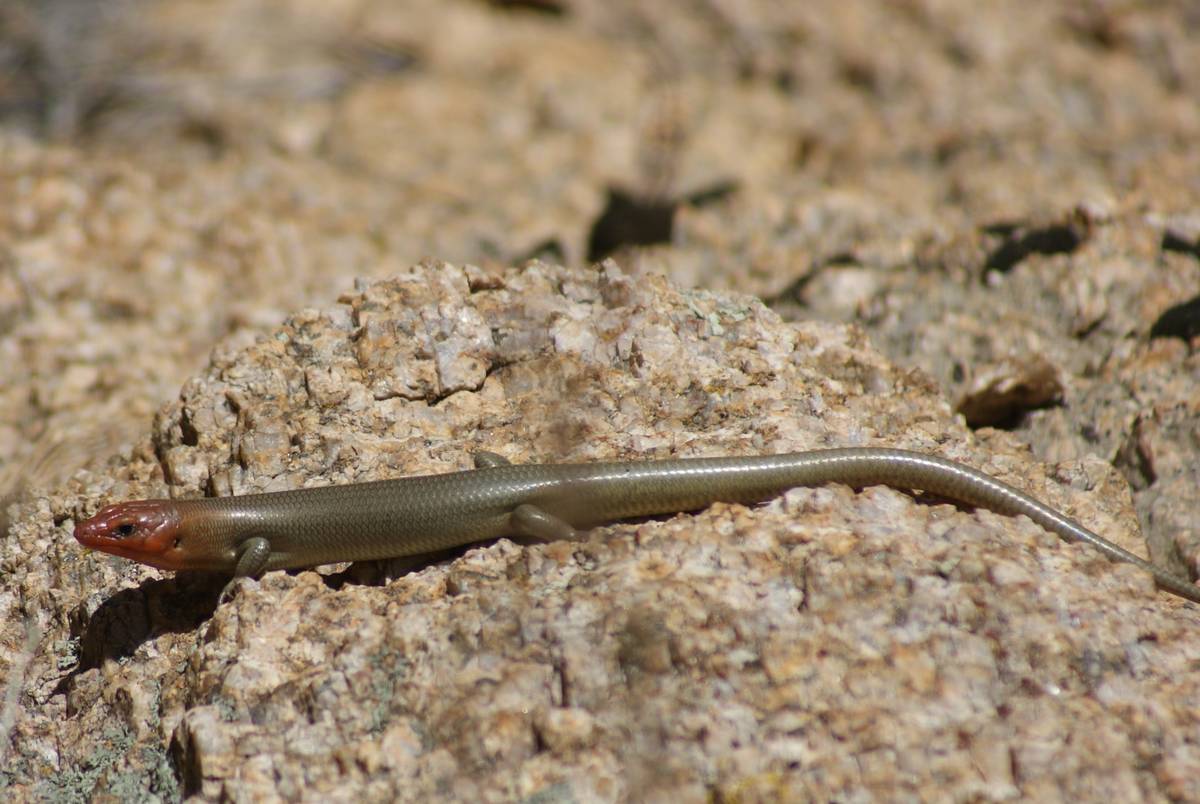 A Gilbert’s skink takes a break after racing through rocks along the Potato Patch Loop Trail ...