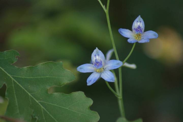 Larkspurs in blues and purples may be found along the trails of Hualapai Mountain Park near Kin ...