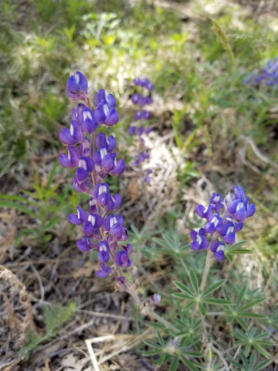 Lupines are among the trailside flowers found in Mohave County’s Hualapai Mountain Park in Ar ...