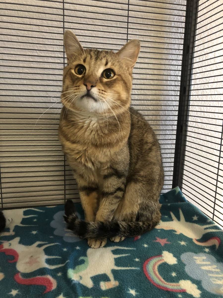Want to adopt Billy, this handsome 4-year-old brown tabby? The Nevada SPCA hopes to find him an ...