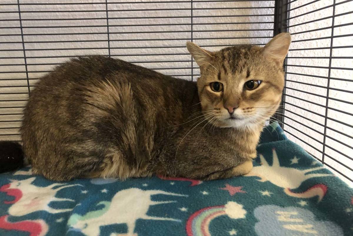 Want to adopt Billy, this handsome 4-year-old brown tabby? The Nevada SPCA hopes to find him an ...