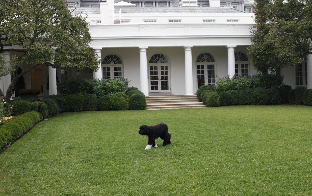 FILE - In this Oct. 11, 2011, file photo Bo, the Obama family dog, walks in the Rose Garden of ...