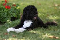 FILE - In this June 8, 2011, file photo first dog Bo enjoys a nap in a shady spot on the South ...