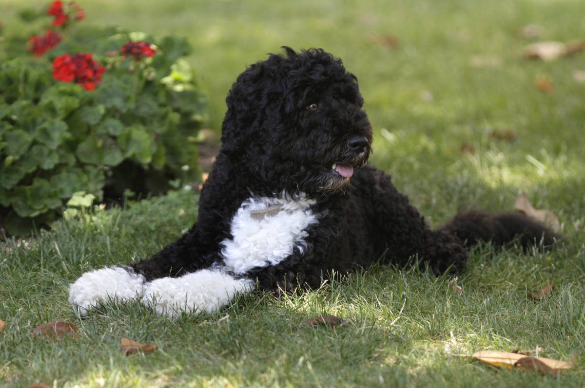 FILE - In this June 8, 2011, file photo first dog Bo enjoys a nap in a shady spot on the South ...