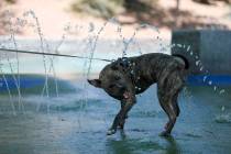 Cooling off will be required by many in the Las Vegas Valley as a high of 90 is forecast for Su ...