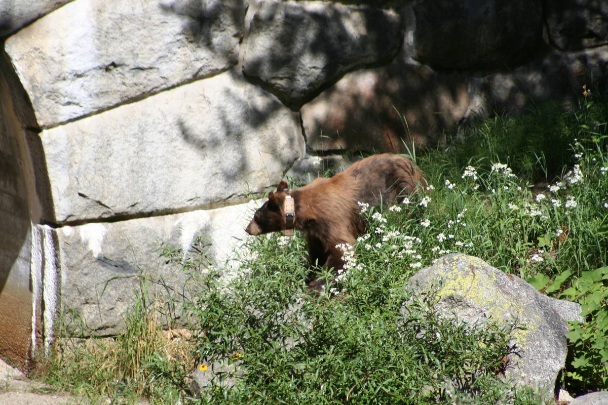 American black bears are found throughout the Sequoia and Kings Canyon national parks. Some bea ...