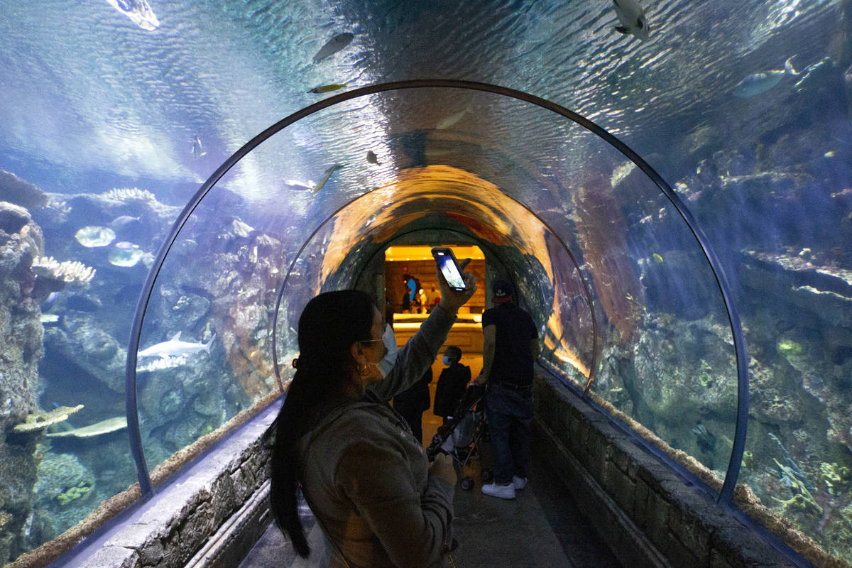 Visitors to the Shark Reef Aquarium at Mandalay Bay take photos