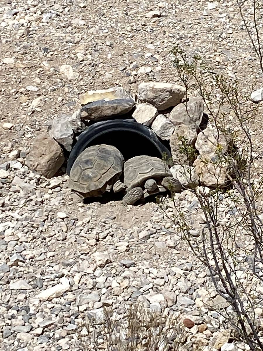 Two tortoises pass each other at the entrance of a burrow. (Al Mancini/Las Vegas Review-Journal)