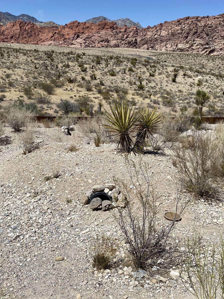 A burrow and two tortoises at the Red Rock Canyon Tortoise Habitat. (Al Mancini/Las Vegas Revie ...