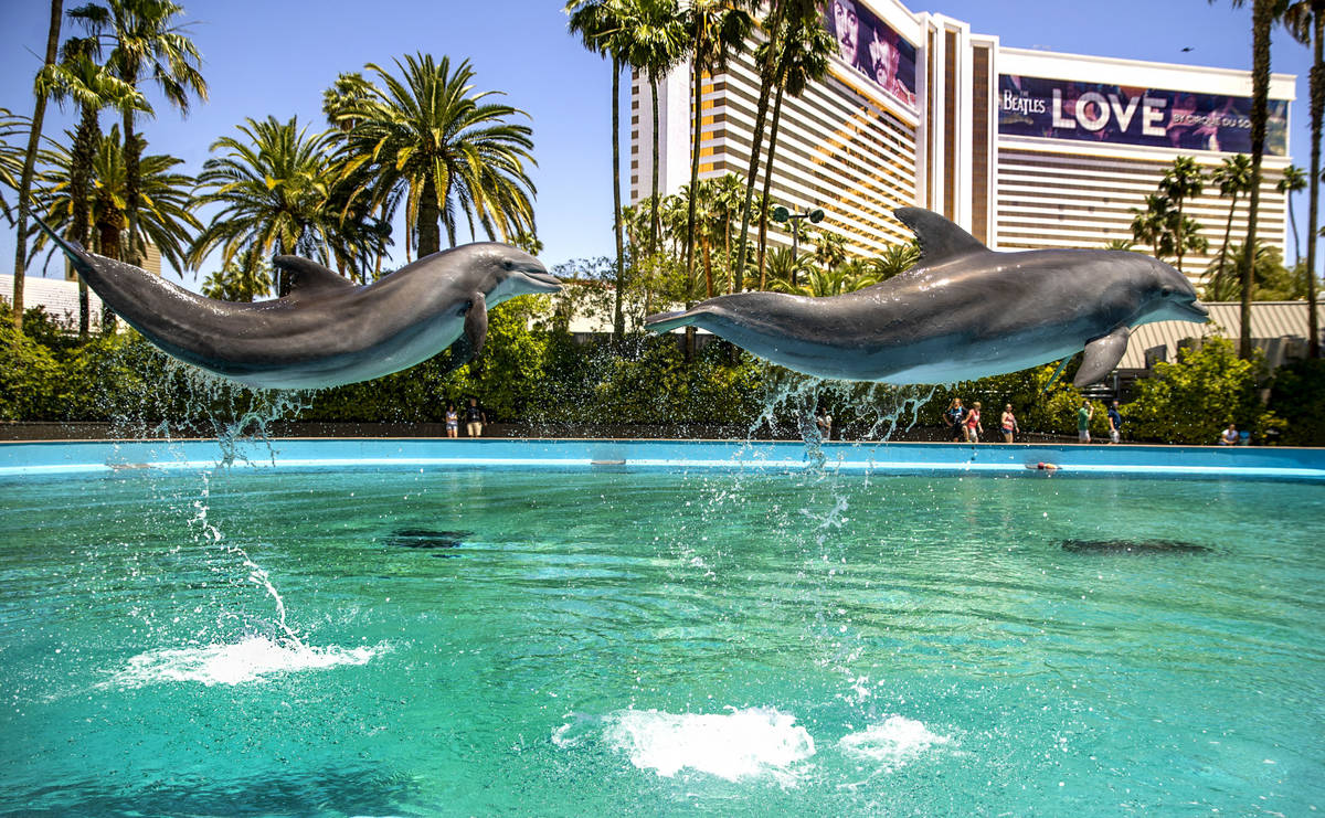 Free the Mojave Dolphins from the Mirage Las Vegas