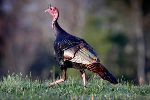 In this Monday, May 4, 2020 photo, a wild turkey crosses a field in Freeport, Maine. States aro ...