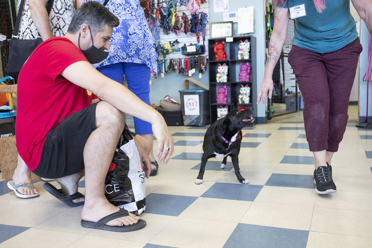 Customers and assistant store manager Lynn Eldridge plays with 4-year-old corgi mix Mirra, who ...