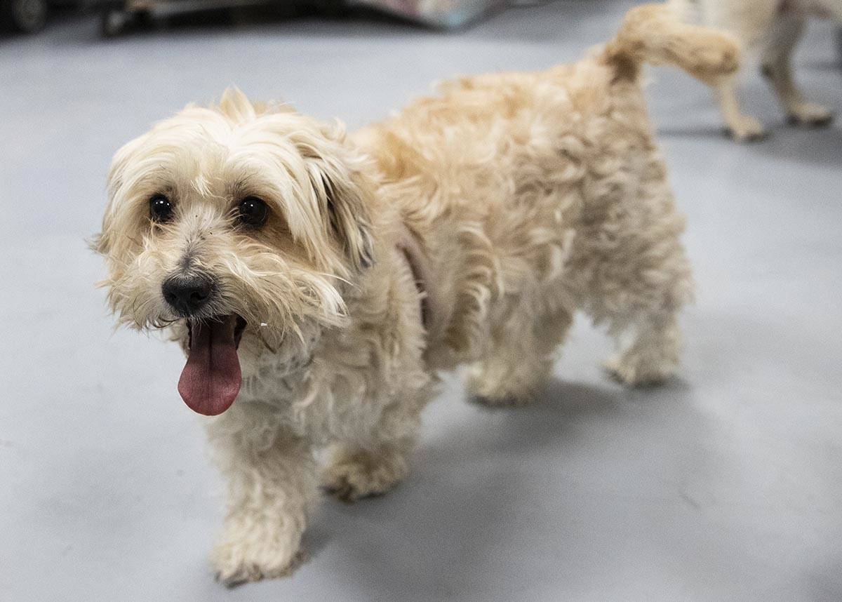 Lucy, a Maltipoo, is seen at Heaven Can Wait Animal Society, on Thursday, May 20, 2021. (Bizuay ...
