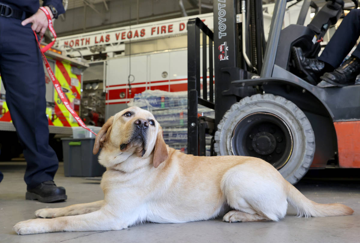 New North Las Vegas Fire Department accelerant detection K-9, Jersey, at Fire Station 52 on Los ...
