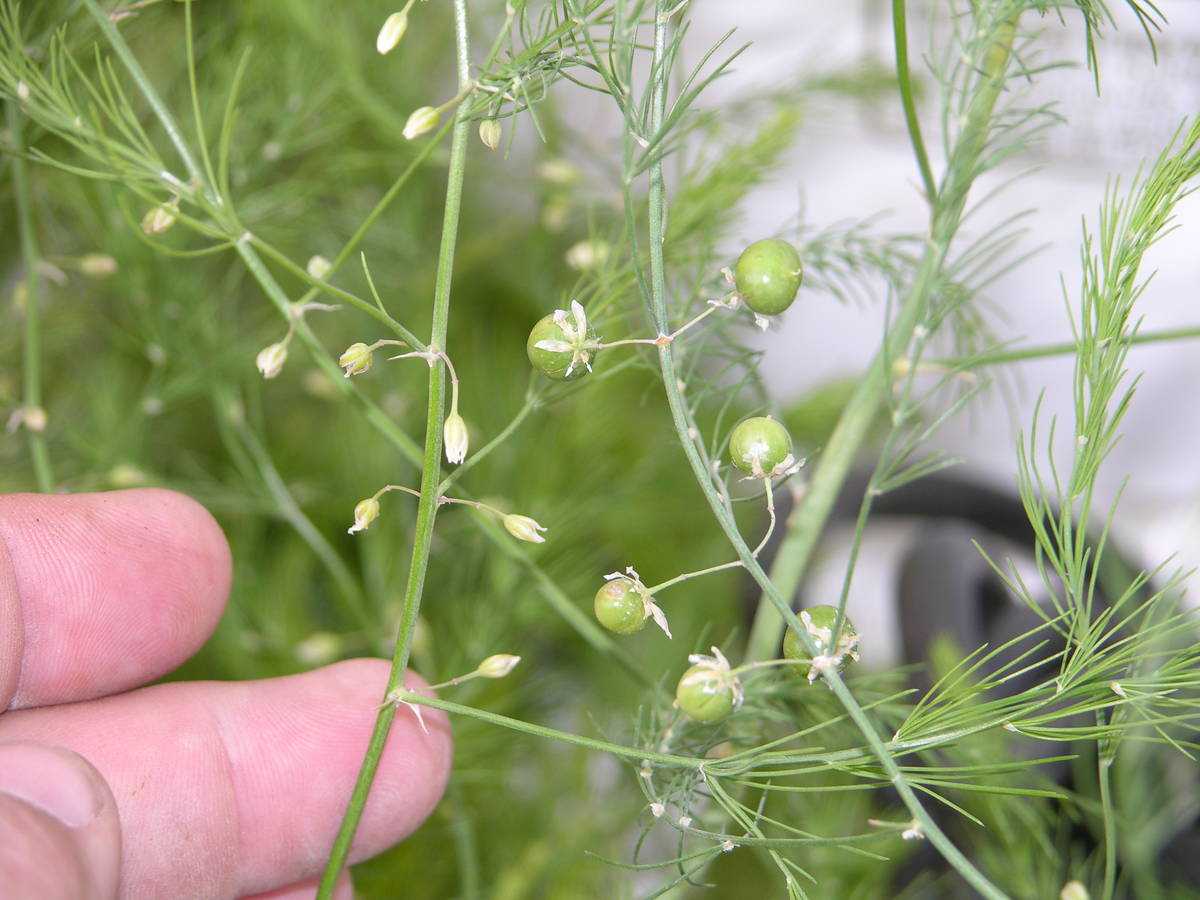 Asparagus seed is produced inside berries produced by asparagus growth that ferns out as it gro ...