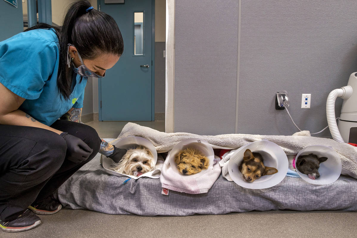 Veterinary assistant Danielle Moore checks on four dogs in recovery after surgeries. (L.E. Baskow)
