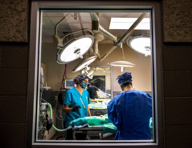 About 70 surgeries are performed daily at the shelter, where vet assistant Jennifer Heider, lef ...