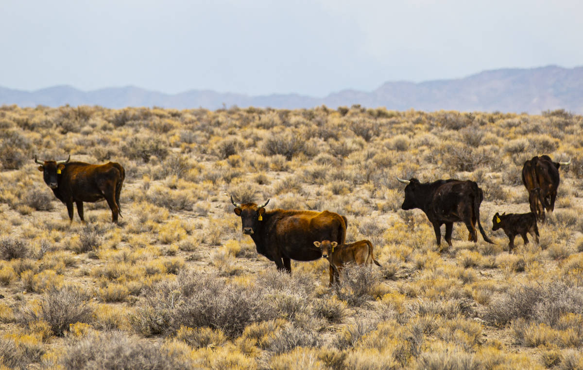 Cattle roam around in the Hot Creek Range along the Basin & Range trail route in Nye County ...