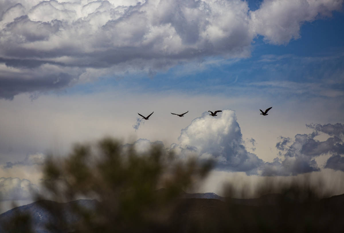 Birds fly around the Wayne E. Kirch Wildlife Management Area along the Basin & Range trail ...
