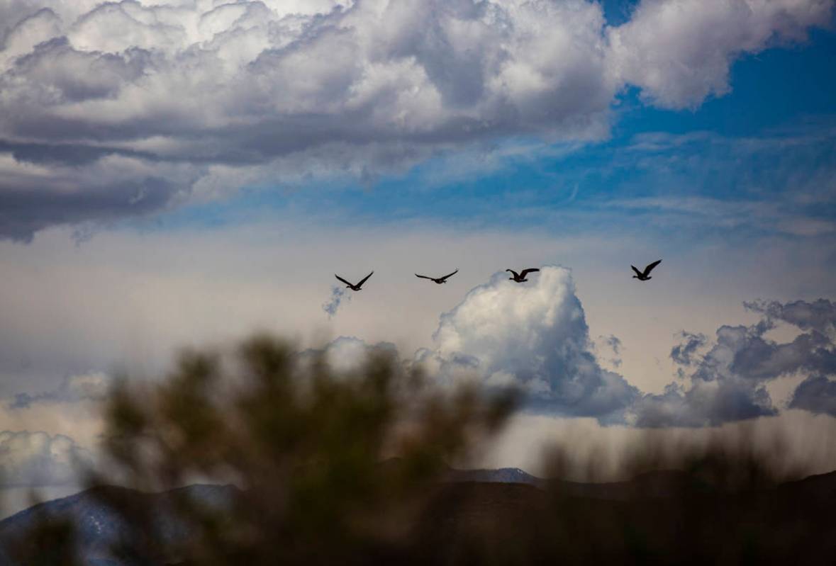 Birds fly around the Wayne E. Kirch Wildlife Management Area along the Basin & Range trail ...