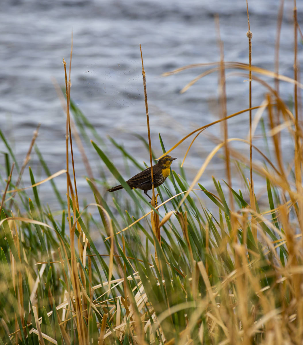A bird perches by the Adams-McGill reservoir at the Wayne E. Kirch Wildlife Management Area alo ...