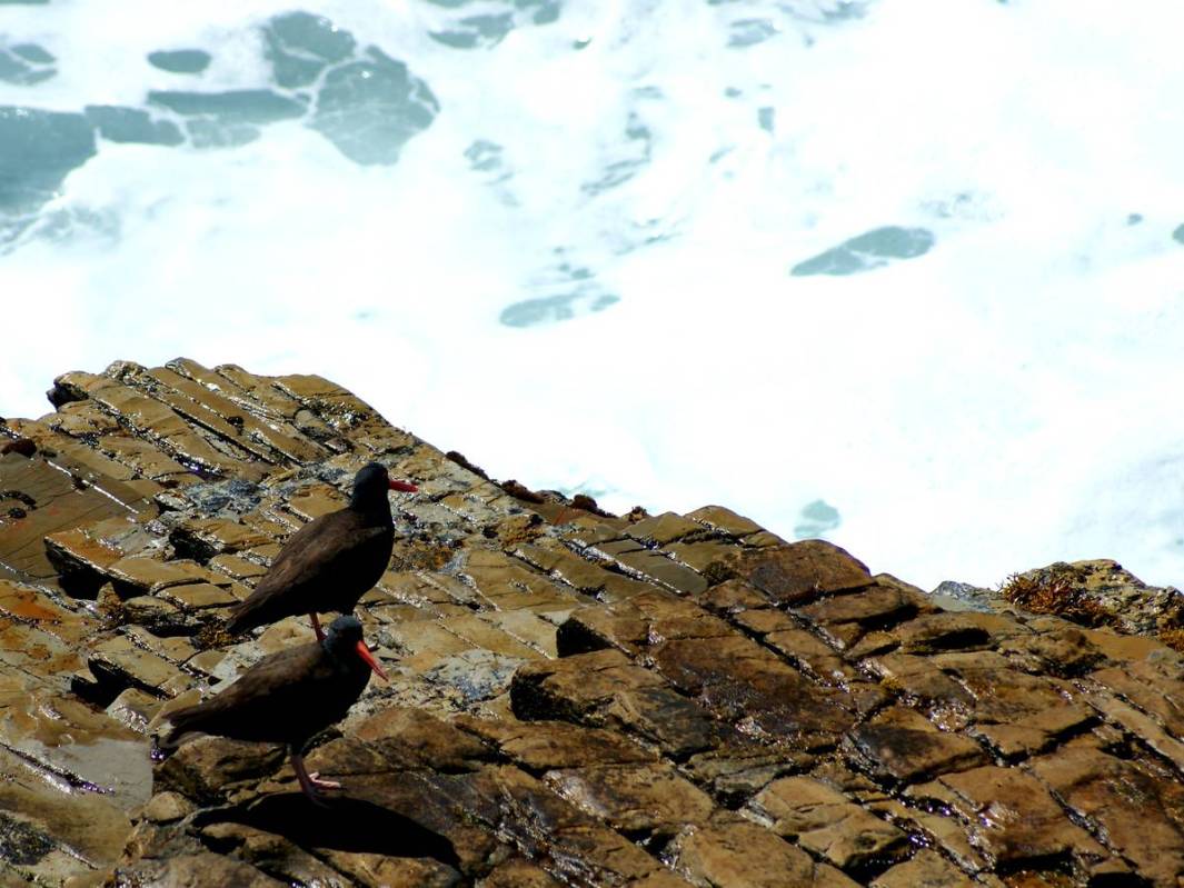A pair of black oystercatchers above the surf at Montana de Oro State Park on California’s ce ...