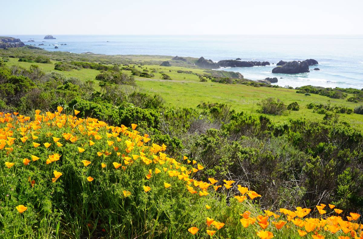 California poppies and Big Sur beauty along Highway 1. (Natalie Burt/Las Vegas Review-Journal)