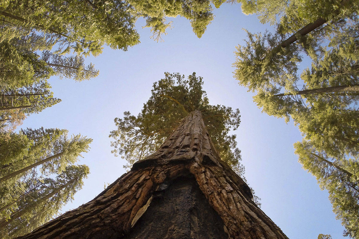 A skyward view shows the California Tunnel Tree, a giant sequoia in the Mariposa Grove at Yosem ...