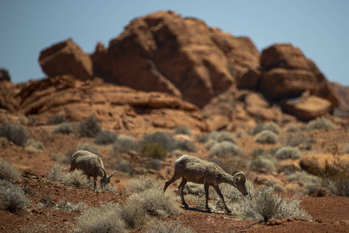 Desert bighorn sheep roam the land at Valley of Fire State Park on Tuesday, June 8, 2021. (Chas ...