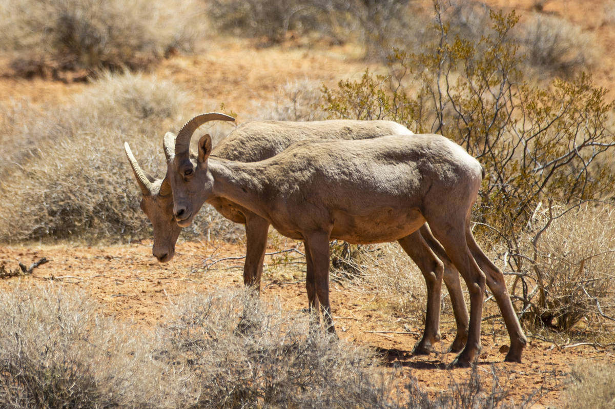 Desert bighorn sheep roam the land at Valley of Fire State Park on Tuesday, June 8, 2021. (Chas ...